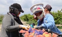 Adana'da erkenci şeftali hasadı başladı