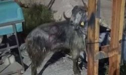 Düziçi’nde Teknolojik Kurbanlık Aramasında İlginç Olay