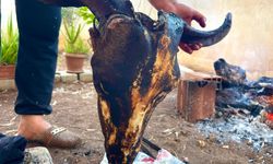 Gastronomi Kentinde Bayram: Sakatat Kültürü Kelle Ütme Geleneğiyle Sürüyor