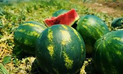 Adana Karpuzu neden bu kadar meşhur? İşte lezzetinin sırrı