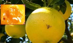 Adana'da Akdeniz meyve sineğine karşı kritik uyarı
