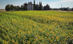 Adana'da bahçesi olanların temmuz ayında bunu mutlaka bilmesi gerek