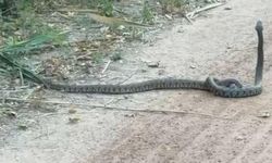 Adana'da ısınan havalarla birlikte yılan ve kene hareketliliği arttı