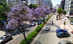 Adana bir anda mora büründü! Jakaranda çiçekleri kenti renklendirdi