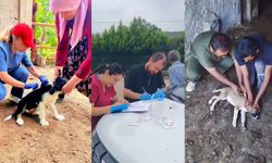 Adana’da kayıtsız köpeklere yakın takip: Mikroçip zorunlu oldu