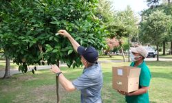 Adana’da parklarda yararlı böcek salınımı başladı