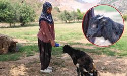 Adana’da sevgi engel tanımadı: Görme engelli oğlağı evladı gibi büyüttü