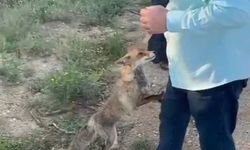 Adana’da tilkinin sıra dışı davranışları herkesi şaşırttı