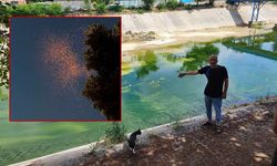 Adana'da vatandaşların koku ve sivrisinek çilesi büyüyor