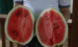 Adana'da karpuz tezgaha indi! İşte iyi karpuz seçmenin sırları