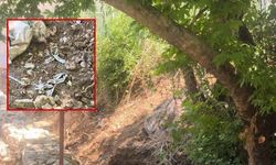 Ağaçta asılı halde bulundu, jandarma son anda kurtardı