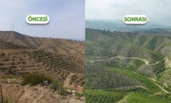 Aladağ'da yangından zarar gören alanlar yeniden yeşile kavuştu