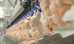 Beyaz et baronlarına darbe! 13 şirkete kayyum atandı
