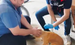 Adana'da evcil hayvan sahiplerini yakından ilgilendiren yeni karar