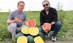 Gören şaşkınlığını gizleyemiyor: Adana’da sarı karpuz hasadı başlıyor