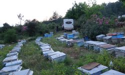 Kozan'da arıcılar keven ve kekik balı için yayla yolculuğuna çıktı