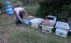 Kozan'da arıcıların zorunlu yayla göçü başladı