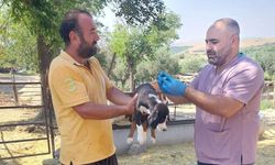 Kozan’da köpekler için mikroçip uygulaması sürüyor