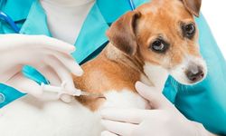 Kozan’da köpek sahiplerine mikroçip ve kimliklendirme uyarsı