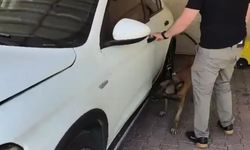 Narkotik köpeği kapıyı işaret etti: Tam 625 kilogram bonzai üretilebilirdi!