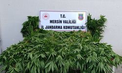 Ormanlık alanda kenevir eken 2 şüpheli suçüstü yakalandı