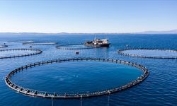 Türkiye su ürünleri üretimi 1 milyon tonu aştı