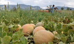 Adana, kavun üretiminde Türkiye'nin zirvesinde