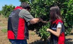 Adana'da Akdeniz meyve sineğine geçit yok! Bahçeler mercek altında