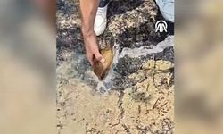 Adana'da alevlerin arasında kalan kaplumbağa kurtarıldı
