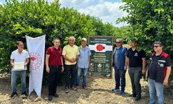 Adana'da bitki sağlığı çalışmaları yerinde incelendi