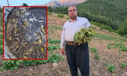 Adana'da çekirge istilası! Lavanta ve sebze bahçeleri zarar görüyor