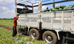Adana'da karpuz hasadında sona gelindi: Fiyatlar 8 liraya kadar düştü