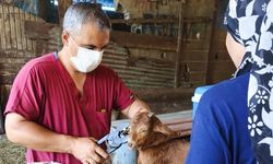Adana'da küçükbaş hayvanlar için aşılama ve küpeleme çalışmaları sürüyor