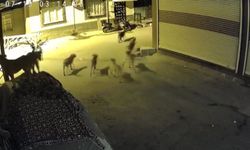 Adana'da mahalleli isyan etti! "Sürü halindeki köpekler tehlike saçıyor"