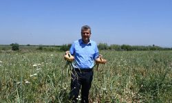 Barut: "Kuru soğanda vergi indirimi üreticiye darbedir"