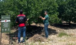 Kozan'da biyolojik mücadele çalışmaları sahada sürüyor