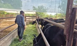 Kozan'da hayvancılık desteğine sıkı takip: Gebe düveler mercek altında