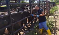 Kozan'da ithal büyükbaş hayvanlara hastalık taraması