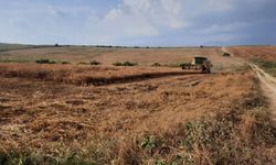 Kozan'da nohut hasadı başladı