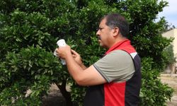 Kozan'da Portakalın kaderini "Faydalı Böcekler" değiştiriyor