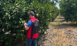 Kozan’da turunçgil bahçelerine 108 Bin faydalı arı salındı