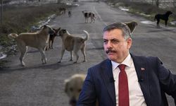 Mustafa Çiftçi: "Yıl sonuna kadar hedefimiz tüm sokak hayvanlarını toplamak"