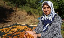 Saimbeyli'de satılamayan kirazlar kışlık çereze dönüşüyor