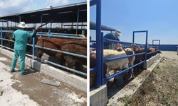 Seyhan'da hayvan sağlığı için aşılama ve küpeleme çalışmaları tamamlandı