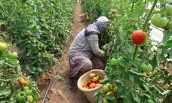 Adana’da 1500 rakımda bir ilk: Baba-kız seradan ilk domatesleri topladı