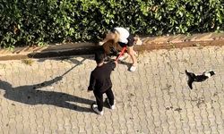 Adana’da ağızlıksız Pitbull dehşeti: Sokak kedisini telef etti