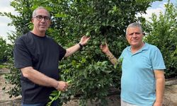 Adana'da markette 200 TL’yi gören limon dalında kaldı!