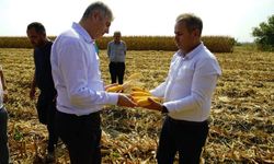 Adana’da mısır hasadı başladı: Bereket tarlalarda