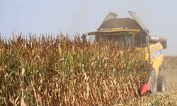 Adana’da mısır üreticisine kötü haber: Verim beklentinin altında kaldı