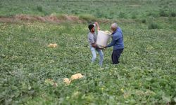 Adanalı üretici aracısız kavunları pazarda tüketiciye uygun fiyattan satıyor